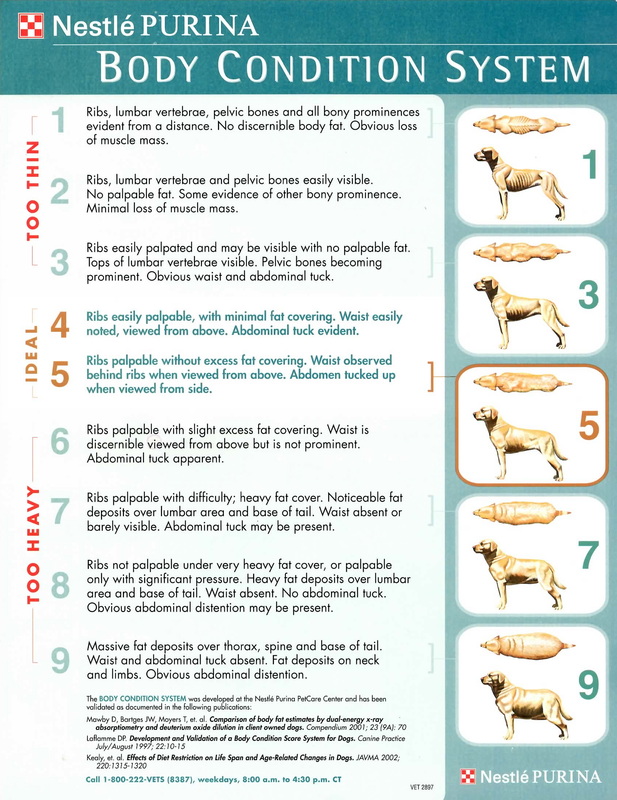 Your dog's Body Condition Score - PDSA